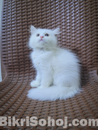 Persian cat